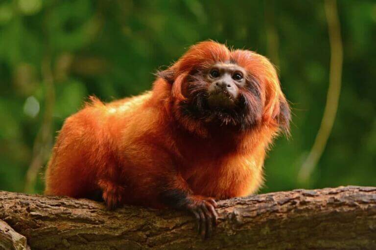 tecnología para salvar primates en vía de extinción