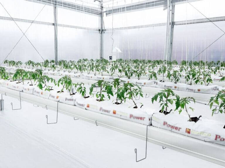 invernadero más tecnológico del país