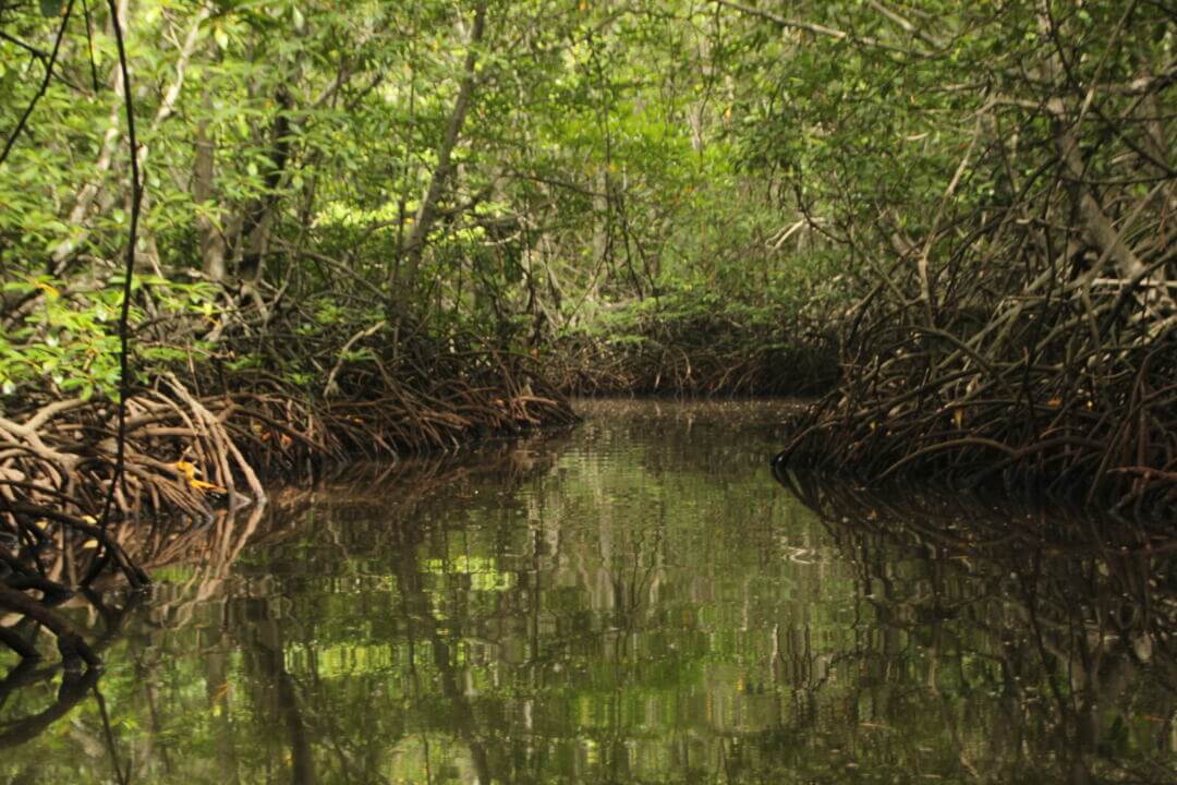 La iniciativa Mangrove Breakthrough Colombia busca transformar la protección de los manglares en un activo estratégico de infraestructura natural.