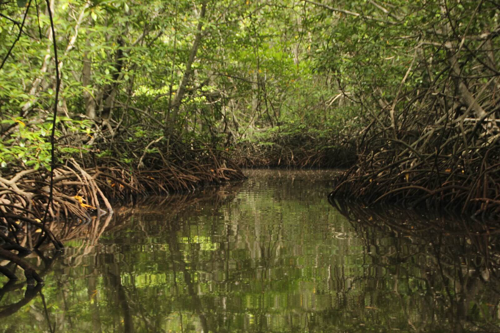 La iniciativa Mangrove Breakthrough Colombia busca transformar la protección de los manglares en un activo estratégico de infraestructura natural.